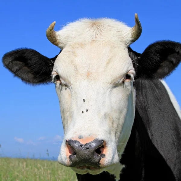 Cabeça de uma vaca contra um pasto — Fotografia de Stock