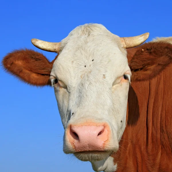 Cabeça de vaca contra o céu — Fotografia de Stock