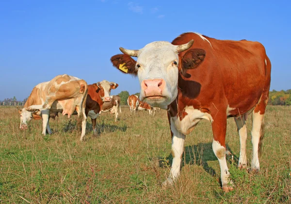 วัวบนทุ่งหญ้าฤดูร้อน — ภาพถ่ายสต็อก