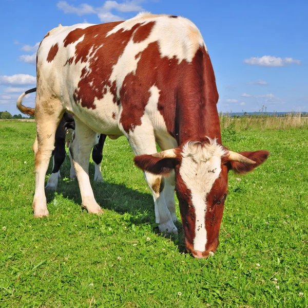 Cow on a summer pasture Royalty Free Stock Photos