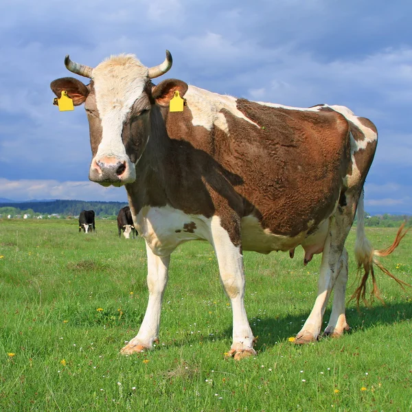 Cow on a summer pasture — Stock Photo, Image