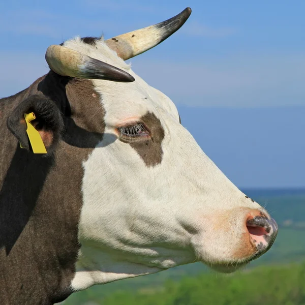 Cabeça de uma vaca contra um pasto — Fotografia de Stock