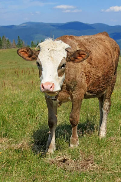 The calf on a summer mountain pasture — Stock Photo, Image