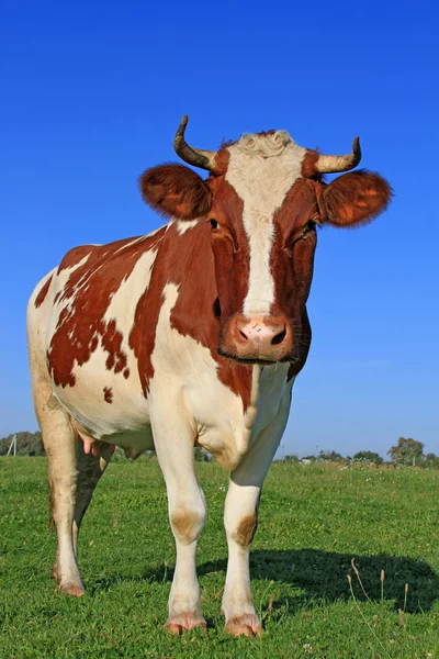 Vaca em um pasto de verão — Fotografia de Stock