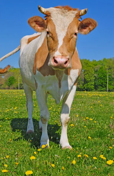 Kuh auf einer Sommerweide — Stockfoto