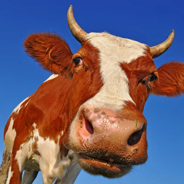 Cabeça de vaca contra o céu — Fotografia de Stock