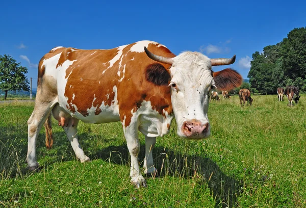 Vaca en un pasto de verano —  Fotos de Stock