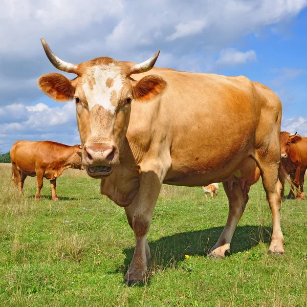 Las vacas en un pasto de verano —  Fotos de Stock