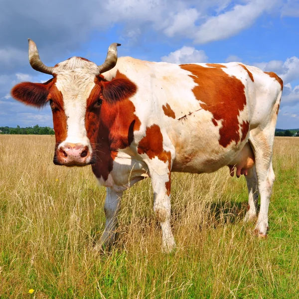 Vaca em um pasto de verão — Fotografia de Stock