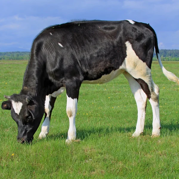 Het kalf op een zomer weiland — Stockfoto