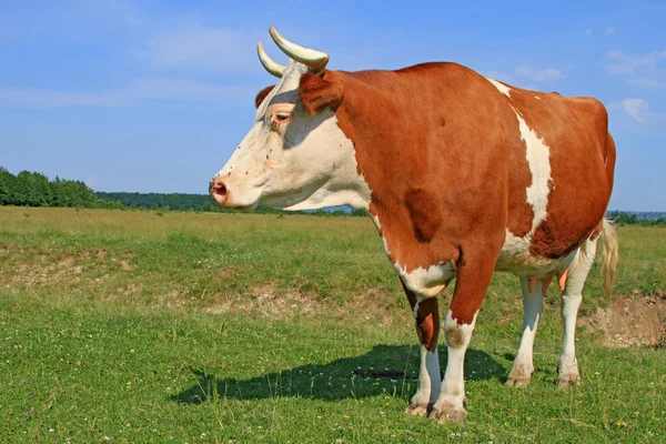 Kuh auf einer Sommerweide — Stockfoto