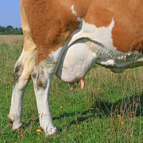 Udder of a young cow. — Stock Photo, Image