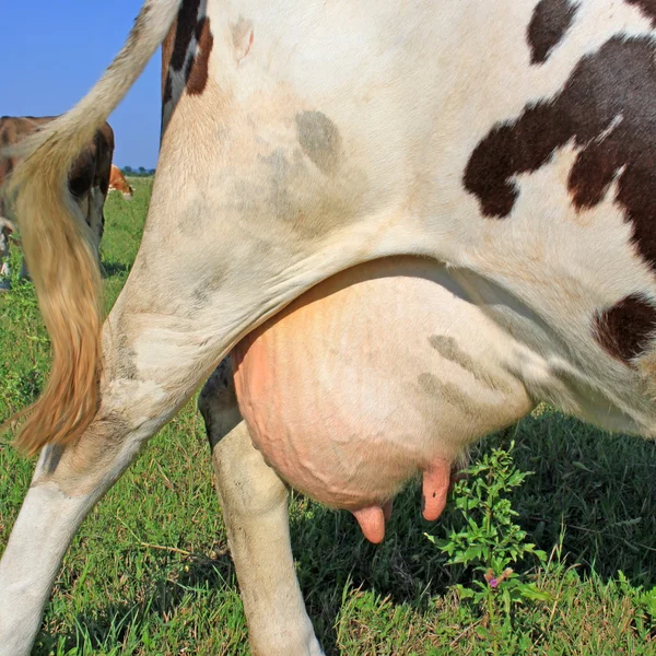 Udder di una giovane mucca. — Foto Stock