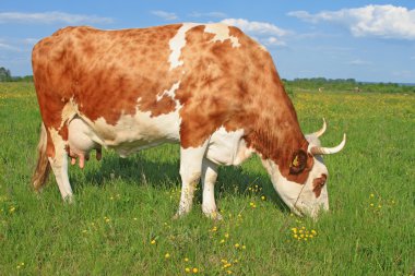 Yaz otlağında inek