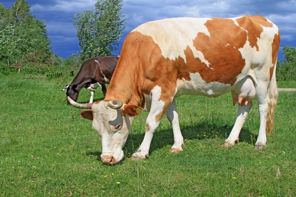 夏の牧草地の牛 — ストック写真