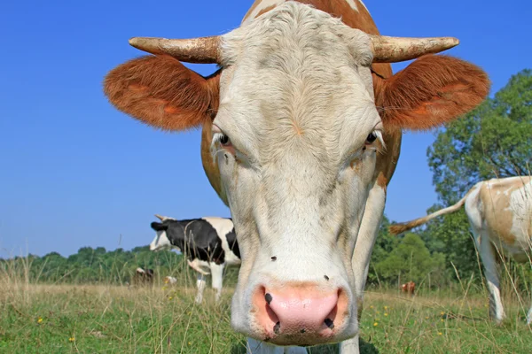 Cow on a summer pasture Stock Photo