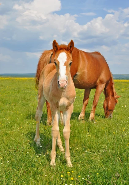 Veulen met een merrie op een zomerweide — Stockfoto