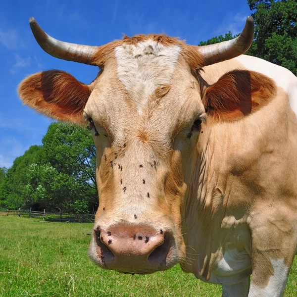 Cabeça de uma vaca contra um pasto — Fotografia de Stock