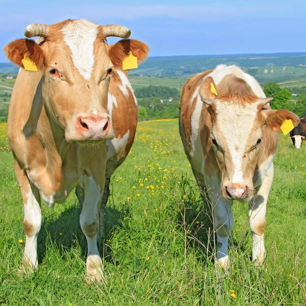 Vacas em um pasto de verão — Fotografia de Stock