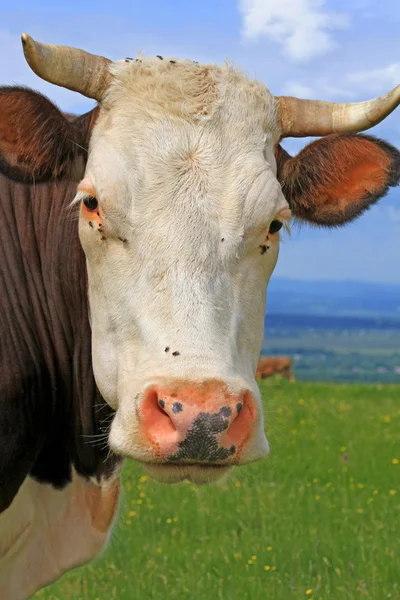 Cabeça de uma vaca contra um pasto — Fotografia de Stock