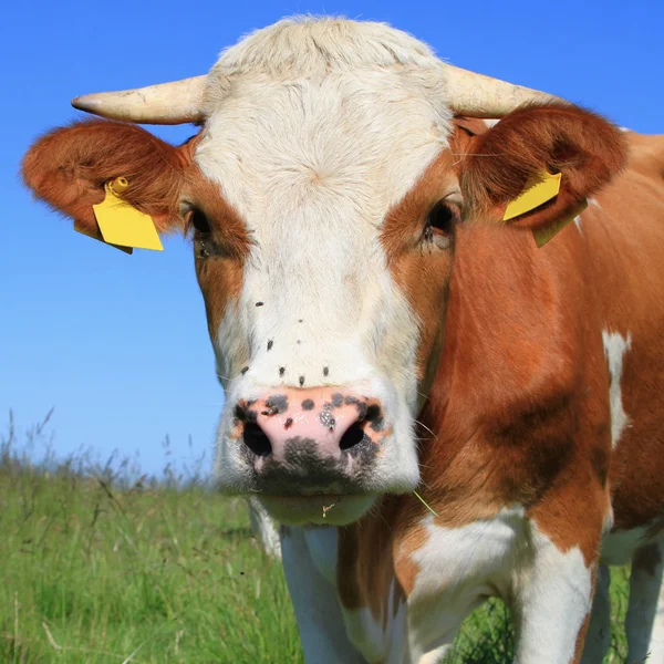 Cabeça de uma vaca contra um pasto — Fotografia de Stock