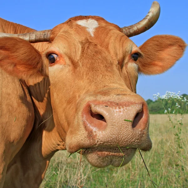 Голова коровы на пастбище — стоковое фото