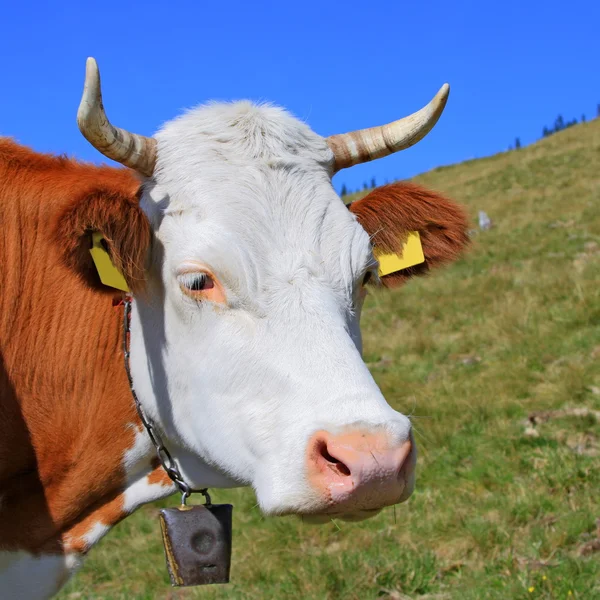 Cabeça de uma vaca contra um pasto — Fotografia de Stock