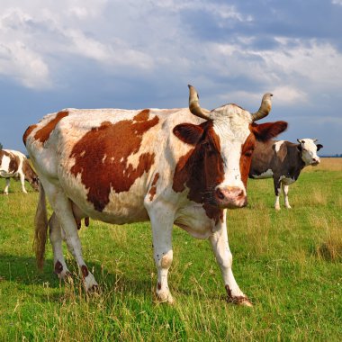 Yaz otlağında inekler