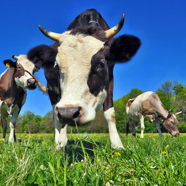 Mucche su un pascolo estivo — Foto Stock