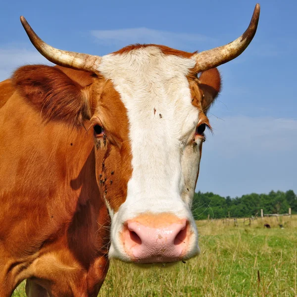 Kopf einer Kuh gegen eine Weide — Stockfoto