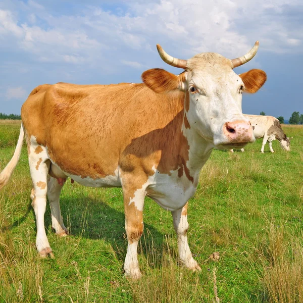 Vaca em um pasto de verão — Fotografia de Stock