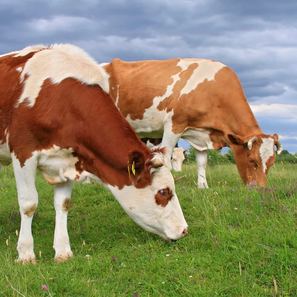 Vacas em um pasto de verão — Fotografia de Stock