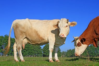 Yaz otlağında inekler