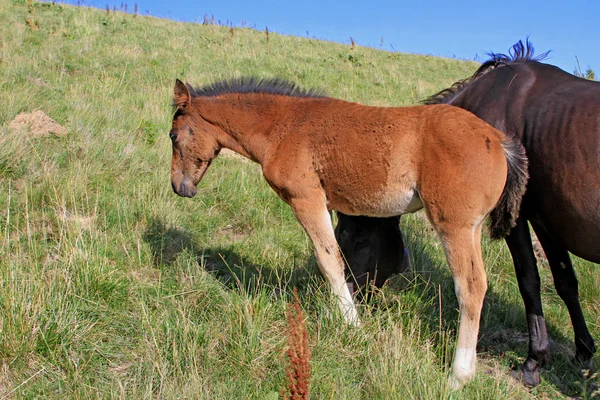 Föl med en märr på en fäbod — Stockfoto