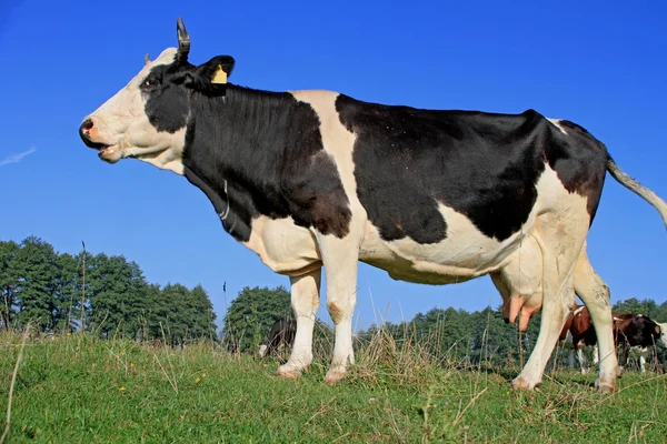 Koe op een zomerweide — Stockfoto