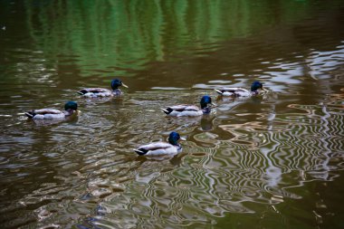 Ördekler bir gölette yüzerler. Telefoto lensleriyle. Arka plan bulanık ve ön planda fotokopi alanı vardır.