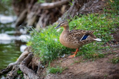 Dişi ördeğin yakın plan portresi, bir gölün yanında duran, yüzmeye hazırlanan, güzel bulanık arka plan ve ön plan ve fotokopi alanı ile telefoto lensleriyle çekilen bir dişi ördeğin portresi.