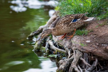 Dişi ördeğin yakın plan portresi, bir gölün yanında duran, yüzmeye hazırlanan, güzel bulanık arka plan ve ön plan ve fotokopi alanı ile telefoto lensleriyle çekilen bir dişi ördeğin portresi.