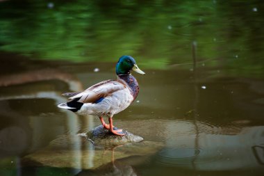 Gölde bir taşın üzerinde duran erkek ördeğin yakın plan portresi. Telefoto mercekli, arka planda bulanık ve ön planda fotokopi alanı olan.