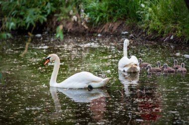 Kirli bir gölde yüzen kuğularla dolu bir kuğu ailesi güzel bulanık bir arka plan, ön plan ve kopyalama alanı olan telefoto lensleriyle çimen çekiyorlar.