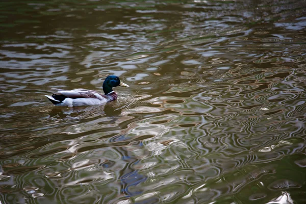 Nahaufnahme Porträt Einer Männlichen Ente Die Einem Teich Schwimmt Aufgenommen — Stockfoto