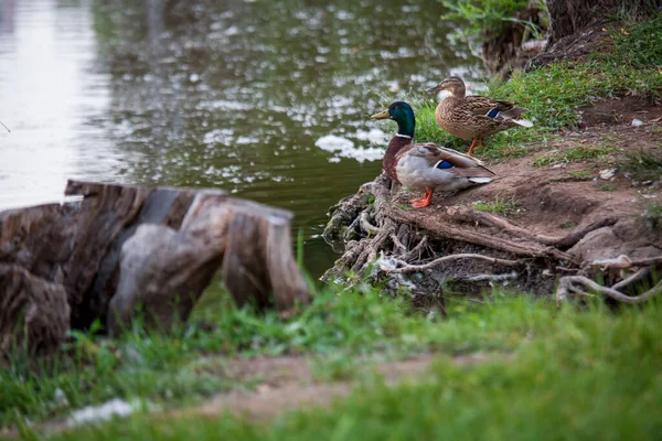 Close Retrato Casal Patos Macho Fêmea Uma Árvore Raízes Perto — Fotografia de Stock