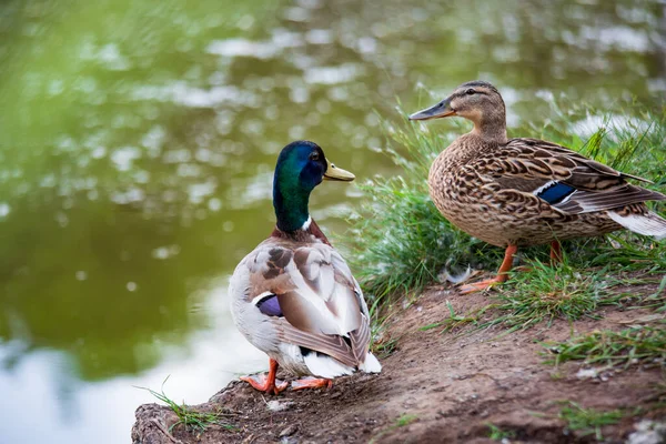 Detailní Portrét Samce Samice Kachen Pár Stojící Kořeny Stromu Blízkosti — Stock fotografie