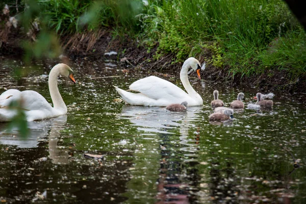 Schwanenfamilie Mit Schwänen Die Einem Schmutzigen Teich Schwimmen Und Gras — Stockfoto