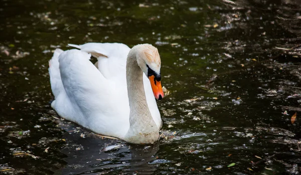 Nahaufnahme Eines Wilden Weißen Schwans Der Allein Einem Schmutzigen Teich — Stockfoto