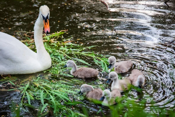 Família Cisne Com Andorinhas Nadando Uma Lagoa Suja Comendo Pouco — Fotografia de Stock