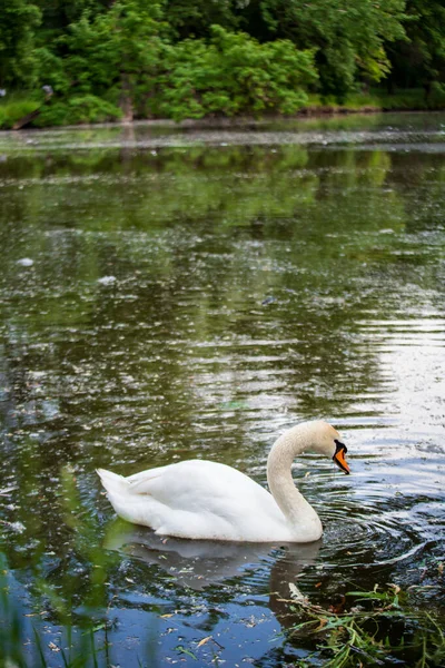 Porträt Eines Wilden Weißen Schwans Der Allein Einem Schmutzigen Teich — Stockfoto