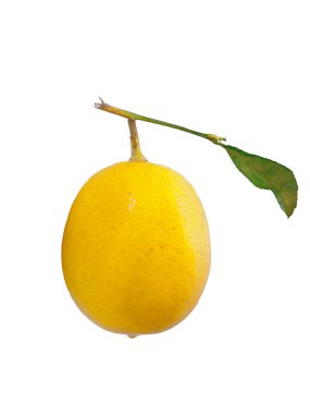 beyaz zemin üzerinde parlak sarı limon.