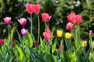 güzel bahar laleler