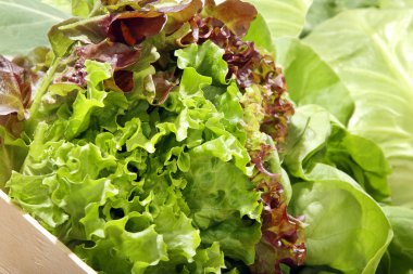 mezarda taze yeşil salata